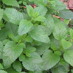 Maticniak - limonina trava