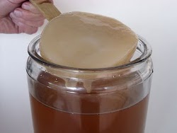 Kombucha-Pilz
